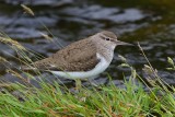 Common Sandpiper