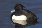 Tufted Duck