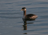 Red-necked Grebe