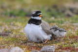 Rined Plover