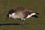 Canada Goose