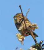 Meadow Pipit