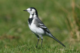 Pied Wagtail