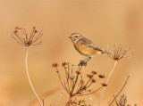 Stonechat