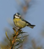 Blue Tit