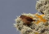 Wren  Mainland