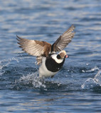 Long-tailed Duck  Norway