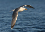Herring Gull   Norway