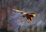 White-tailed Eagle  Norway