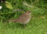 Thrush Nightingale   Mainland