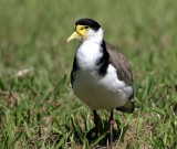 Masked Lapwing