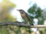 Spiney-cheeked Honeyeater