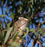 Noisy Friarbird