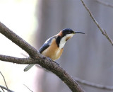 Eastern Spinebill