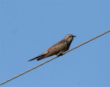 Pallid Cuckoo