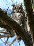 Great Horned Owl