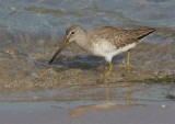 Long Billed Dowitcher