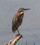 Green Heron