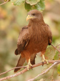 Black Kite