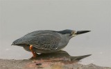 Strated Heron