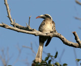 Grey Hornbill