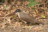 Blackcap Babbler