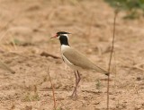 Black-headed Plover