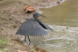 Black Egret