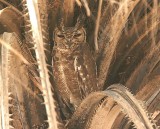 Greyish Eagle Owl