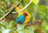 Bay-headed Tanager