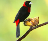 Crimson Collared Tanager