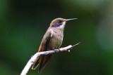 Brown Violet Ear