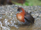 White-throated Crake