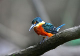 American Pygmy Kingfisher