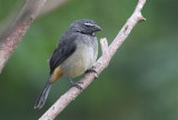 Grayish Saltator