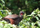 Crested Guan