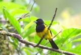 Black-cowled Oriole_2076.jpg