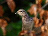 Pheasant   Scotland