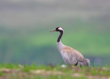 Common Crane