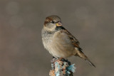 House Sparrow