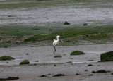 Spoonbill Aberlady