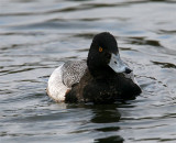 Lesser Scaup