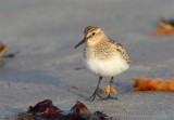 Bairds Sandpiper