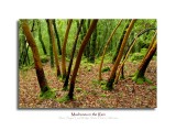 Madrones in the Rain