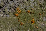 Patagonian plants