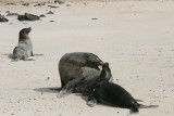 sealions on Santa Fe