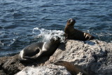 sealions on Santa Fe