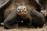 giant tortoises weigh ~ 300 kilograms (660lb) and measure 1.2 meters (4 ft) long