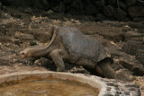 Lonesome George is estimated to be 60-90 years of age, and is in good health
