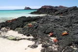beach full of Sally Lightfoot Crabs